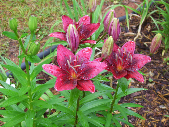 Asiatic Lily - 1 (Lilium (Asiatic hybrid))