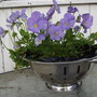 Viola "Blue Shades"