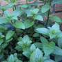 Chocolate Mint