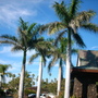 Roystonea regia - Royal Palms (Roystonea regia - Royal Palms)
