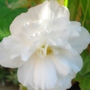 Begonia (Begonia)