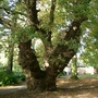 Quercus robur