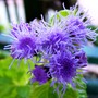New camera practice shots 1 (Ageratum houstonianum)