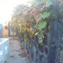 my concrete wall