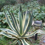 agave americana