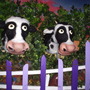 Cadbury's Cows