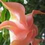 Angel Trumpet Tree (brugmansia)