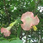 Angel Trumpet Tree (brugmansia)