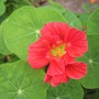Red Nasturtium Flower (tropaeolum)