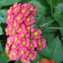 Paprika (Achillea ageratum)