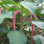 Pink Chenille Plant (Acalypha hispida (Chenille plant))
