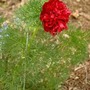 Paeonia tenuifolia