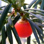 Taxus baccata