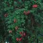 Tropaeolum speciosum