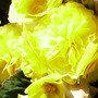Pict0050