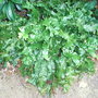 Asplenium_scolopendrium__cristatum_