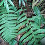 Blechnum spicant (Blechnum spicant)