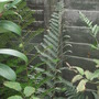 Matteuccia struthiopteris (Matteuccia struthiopteris)