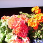 Pict0033