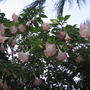 Angel Trumpet Tree (Brugmansia)