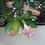 Angel Trumpet Tree