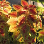 Coleus (coleus)
