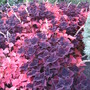 Coleus Grouping (coleus)