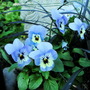 Violas in the pots of Tete a Tete daffs