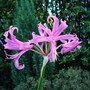 Freebie Nerine (Nerine bowdenii (Nerine))
