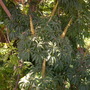 Schefflera digitata - Schefflera (Schefflera digitata - Schefflera)