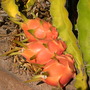 Hylocereus undatus - Dragon Fruit (Hylocereus undatus - Dragon Fruit)