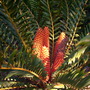 Encephalartos ferox - Cycad (Encephalartos ferox - Cycad)