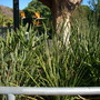 Strelizia reginae var 'juncea' - Leafless Bird of Paradise (Strelizia reginae var 'juncea' - Leafless Bird of Paradise)