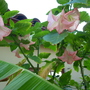 Brugsmania versicolor - Pink Angel's Trumpet (Brugsmania versicolor - Pink Angel's Trumpet)