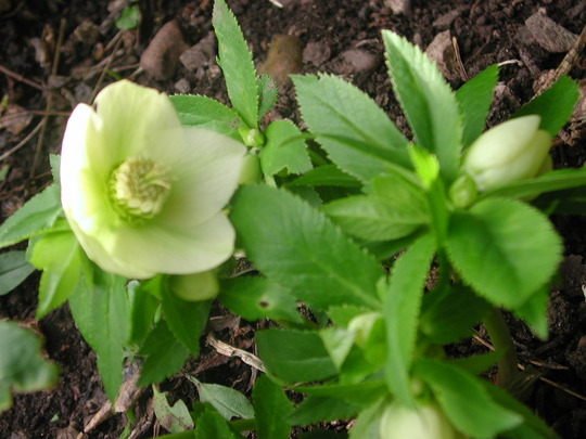 My cream Hellebore. (Helleborus orientalis (Lenten rose))