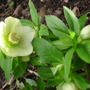 Hellebore_plant