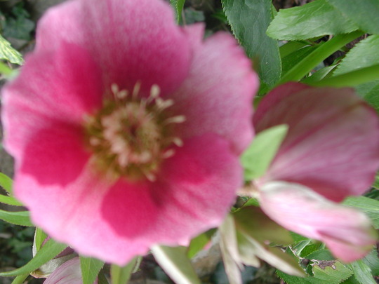Pink Hellebore (Helleborus orientalis (Lenten rose))