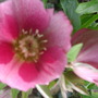 Pink_hellebore