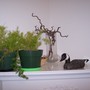 Asparagus ferns