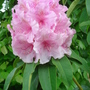 Rhododendron racemosum