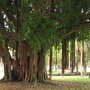 Banyan Tree (Ficus benghalensis (Banyan))