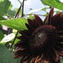 Chocolate Sunflower (Helianthus annuus (Sunflower))