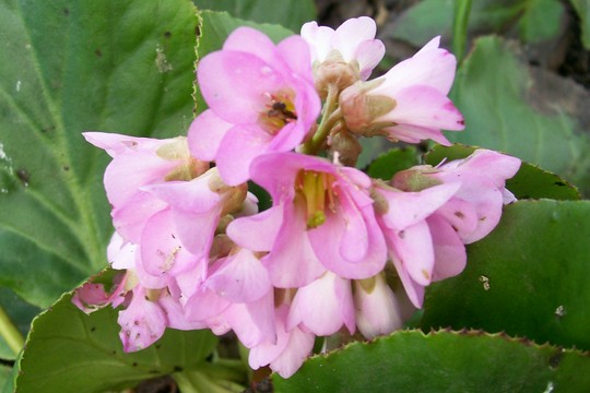 Bergenia  (Bergenia cordifolia (Elephant's ears))