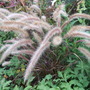 Pennisetum setaceum rubrum 'Dwarf' (Pennisetum rubrum 'Dwarf')