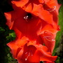 Gladiolus in Full Bloom (Gladiolus)