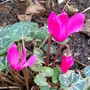 Cyclamen hederifolium