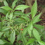 Wild Coffee  (Psychotria nervosa)