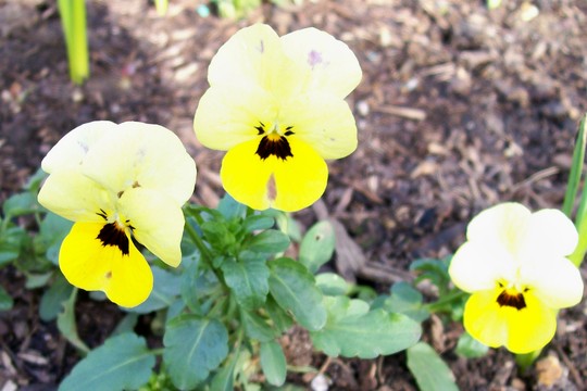 small yellow viola (Viola cornuta (Horned violet))
