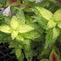 Coleus Yellow Green