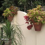 Wall Planters